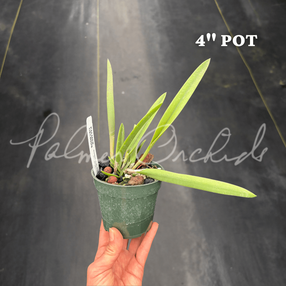 チャミン Rcv.+Jimminey+Cricket+1.png?